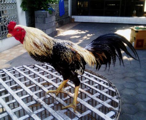 Bobot mencapai 3,4 kg, berbulu lebat dan agak menarik warnanya. Ciri Ayam Bangkok Wido (Jalak) Katuranggan Yang Melegenda