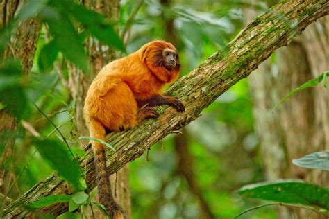 Caracteristicas Do Mico Leao Dourado