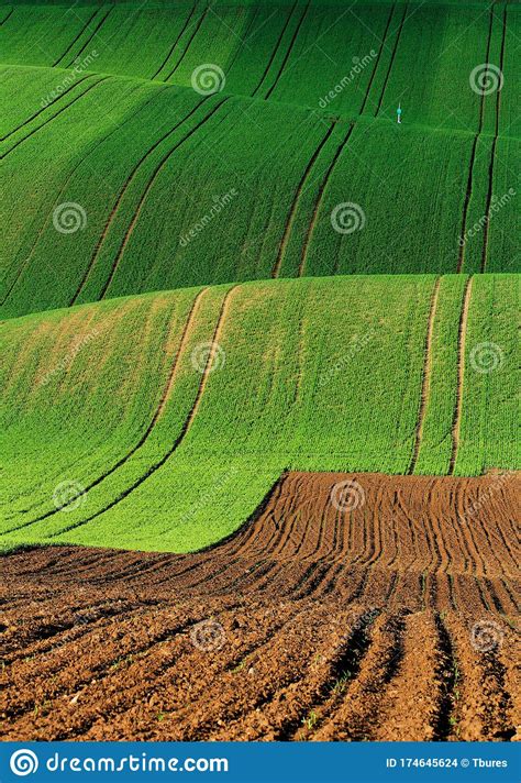 Moravian Rolling Hills In The Summer Time With Meadow Fields Stock