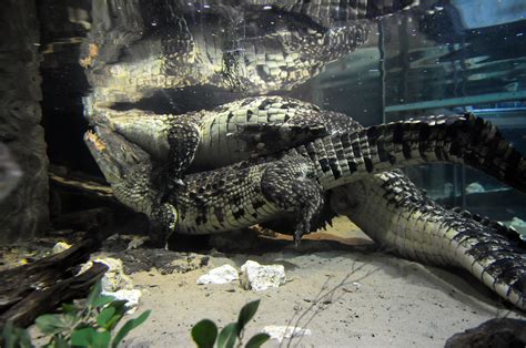 Crocodile Sex © Eirik Lande Nile Crocodile Samson 300 Kg Flickr