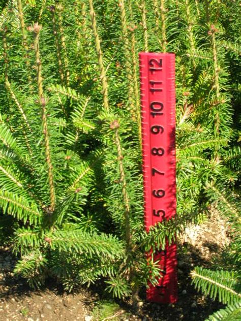 Abies Fraseri Fraser Fir 3 0 Brooks Tree Farm