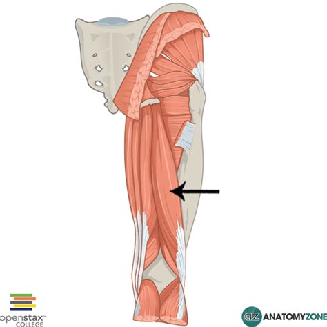 Biceps Femoris • Muscular Musculoskeletal • Anatomyzone