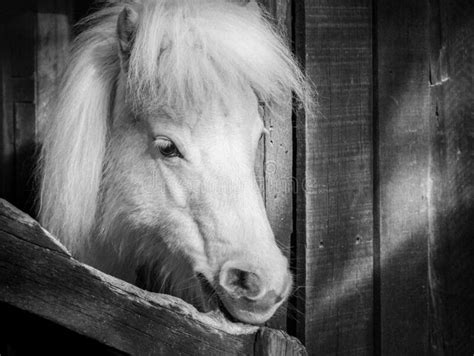 Monochromatic Black And White Portrait Of White Pony Stock Image