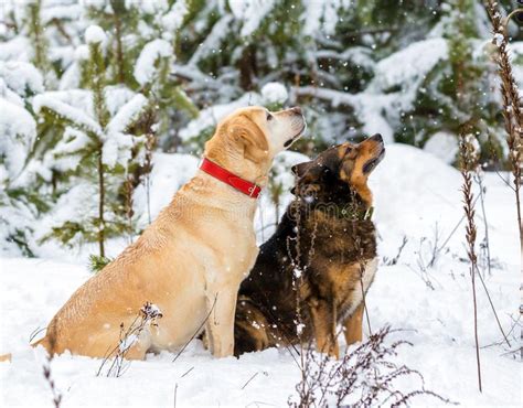 Two Dogs Sitting Together In A Snowy Forest Stock Image Image Of