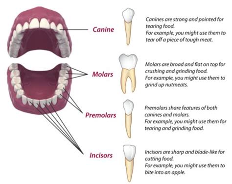 Teeth Names In Human Mouth Types Function Dental Treatments Etc