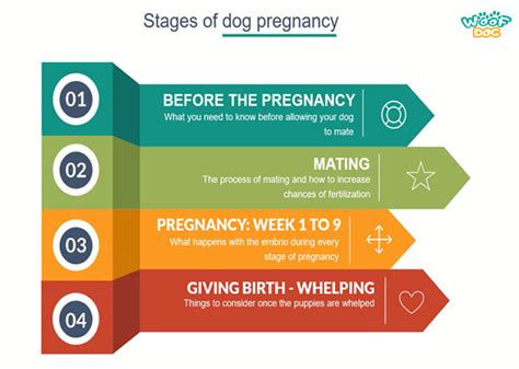 Stages Of Dog Pregnancy Week By Week With Photos