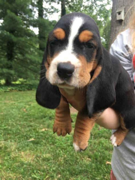 Between us, we have seven grown children (six girls and one boy) and now thirteen grandchildren (three of which we are raising as our own, two boys and one girl.) nearly four years ago we decided we wanted. Basset Hound Puppies For Sale | Chattahoochee Hills, GA #217836