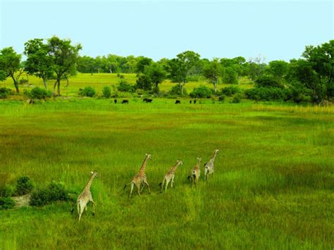 Botswana In The Green Season Africa Geographic