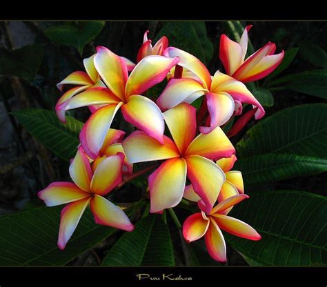 Excellent Hawaiian Flower Desktop Wallpaper You Can Get It Free Aesthetic Arena