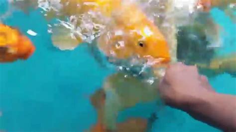 Smart Koi Adoption 2015 18 22 Baby Koi Youtube