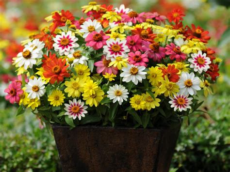 The Best Flowers For Pots In Full Sun Hgtv