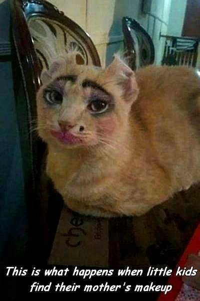 Cat With Makeup Funny Cat Memes Funny Cats Funny Cat Fails Funny