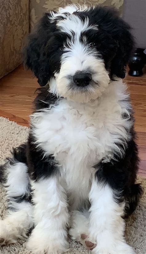 Toy, mini, and standard aussiedoodle, sheepadoodle, and bernedoodle puppies for sale. Sheepadoodle Puppies For Sale Uk