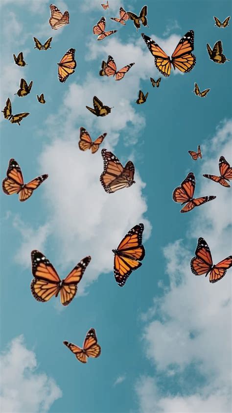 Adult monarch butterflies live about 6 weeks, except the ones that migrate to mexico, they are immature and live longer and delay mating. Butterfly Aesthetic Wallpaper - NawPic