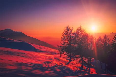 Trees On Mountain During Sunset Hd Wallpaper Wallpaper Flare