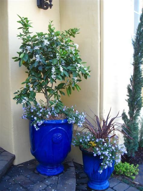 A Beautiful Dwarf Citrus Tree From Shirley Bovshow In A