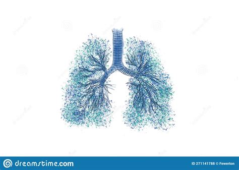 Bronchial Tree Respiratory Tree Multiple Branched Trachea Bronchi