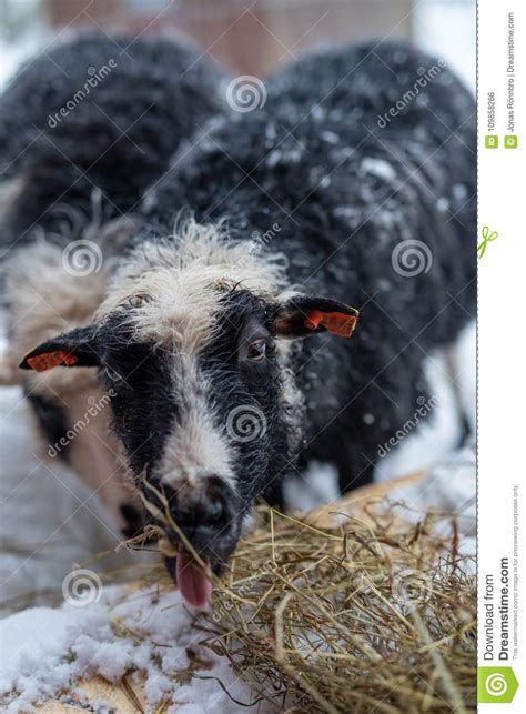 Close Up On Sheep Eating Hey In Snow Stock Photo Image Of Husbandry
