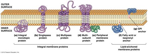 Portions of these transmembrane proteins are exposed on both sides of the membrane. Biological-Freak: (5) 細胞膜(Cell Membrane) 07-22-2017