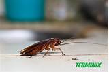 Best Pest Control For German Cockroaches Photos