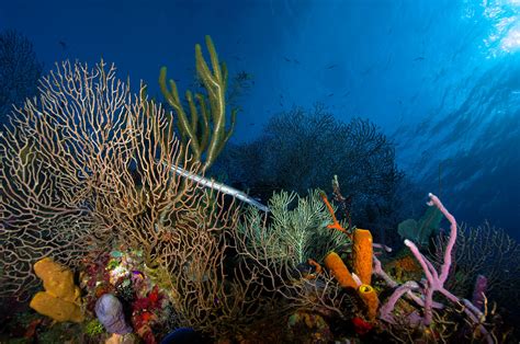 A Victory For Coral Unesco Removes Belize Reef From Its Endangered