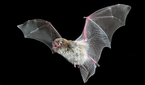 How Do Insectivorous Echolocating Bats Use Arid Rangeland Conservation Reserves In Sa Faculty