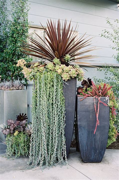 Succulents Succulent Display And Planters On Pinterest