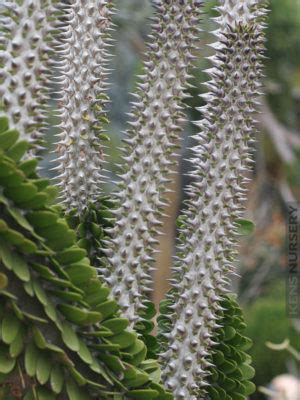 Costa farms euphorbia cactus on sale just $20.09 (reg. Cactus Plants - Kens-Nursery