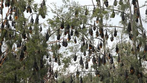 Wires Advise The Public To Avoid Flying Fox Colony At South Creek
