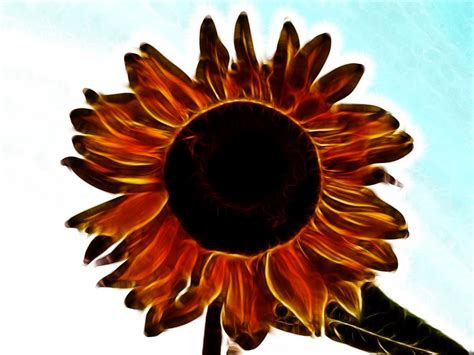 Bunga matahari memiliki banyak sekali kegunaan, seperti kalau kamu mendapatkan atau ingin memberikan bunga matahari kepada seseorang, berikut 5 makna dan filosofi bunga matahari yang. Wow 12+ Gambar Bunga Matahari Abstrak - Koleksi Bunga HD