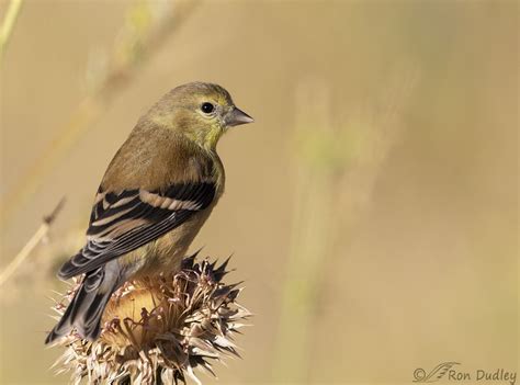 American Goldfinch In Early Fall Colors Feathered Photography