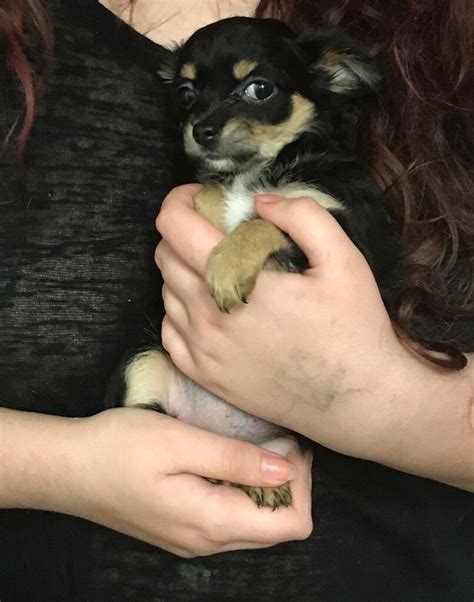 Beautiful Chihuahua Female Puppy In Caldicot Monmouthshire Gumtree