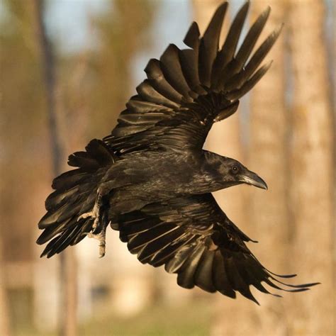 40 Best Ravens Images On Pinterest Crows Ravens Ravens And The Raven