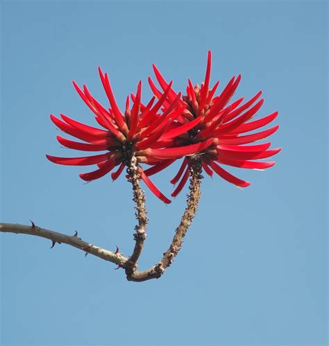 Tell us about your favorites in the comment section below! 20070606-5326 Red Flowering Tree