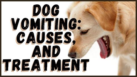 Dog Vomiting Causes Diagnosis And Treatment Youtube