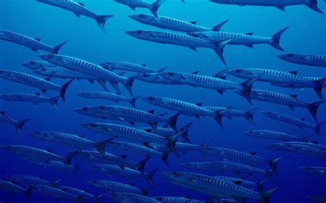 A Flock Of Fish In The Deep Ocean Wallpapers And Images Wallpapers