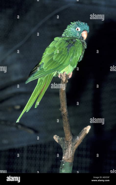 Blue Crowned Conure Hi Res Stock Photography And Images Alamy