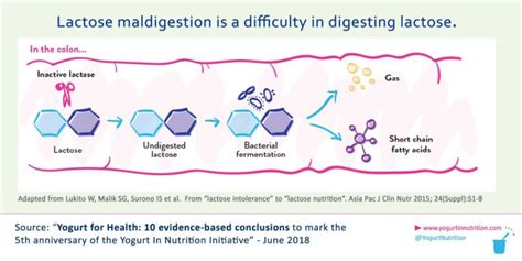 Lactose Maldigestion Is Normal Yogurt In Nutrition