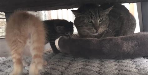 Grumpy Old Feral Cat Meets Tiny Kittens And His Reaction Is Heartmelting
