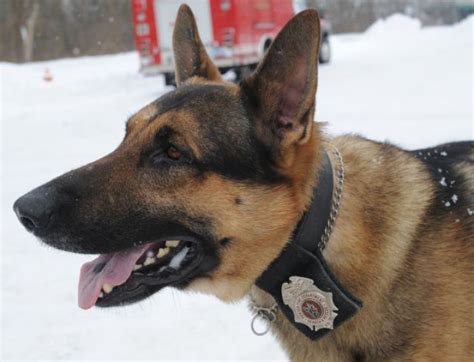 Porter Firefighter Enlists Help On Searches From German Shepherd