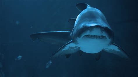 Scary Sharks Wallpapers Wallpaper Cave