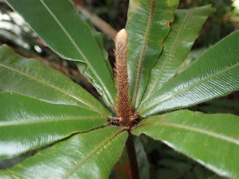 Oleandra Oleandraceae