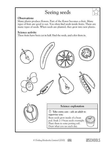 11 Best 4th Grade Science Worksheets Plants Images On Best