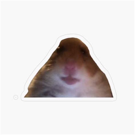 Hamster Meme Facetime Video