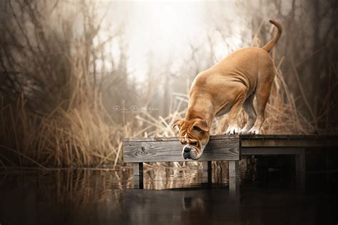 Animal Dog Hd Wallpaper By Dackelpup