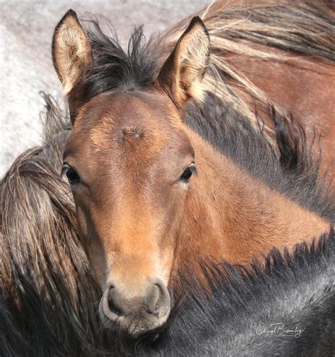 Baby Colt Wild Horses Photograph By Cheryl Broumley