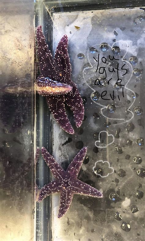 Sea Stars Kidnapped Starved And Frozen How Far Will They Go To