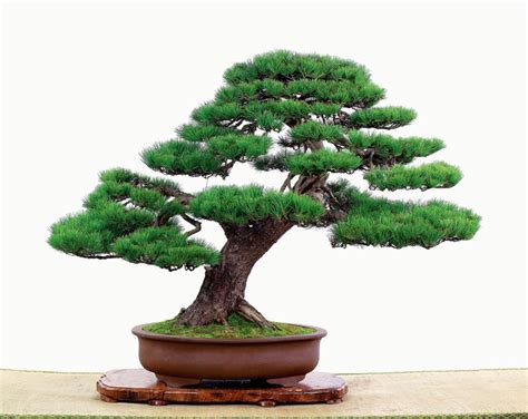 Bonsai's purpose is to evoke reflection on the viewer's part and. Bonsai — Encyclopedia of Japan