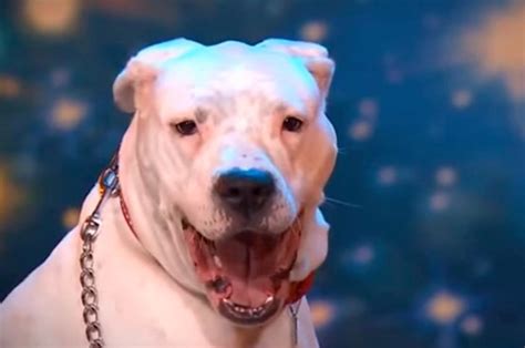 Watch This Pit Bull Belt It Out To Whitney Houston Get Your Smile On