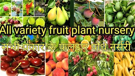 all variety Fruit Plant Nursery सभ परकर क फलदर पध नरसर YouTube